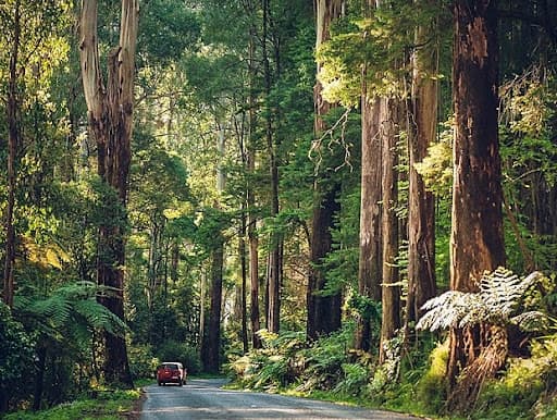 A road in Olinda in the Dandenong Ranges (Image: courtesy of Riparide, 2025).