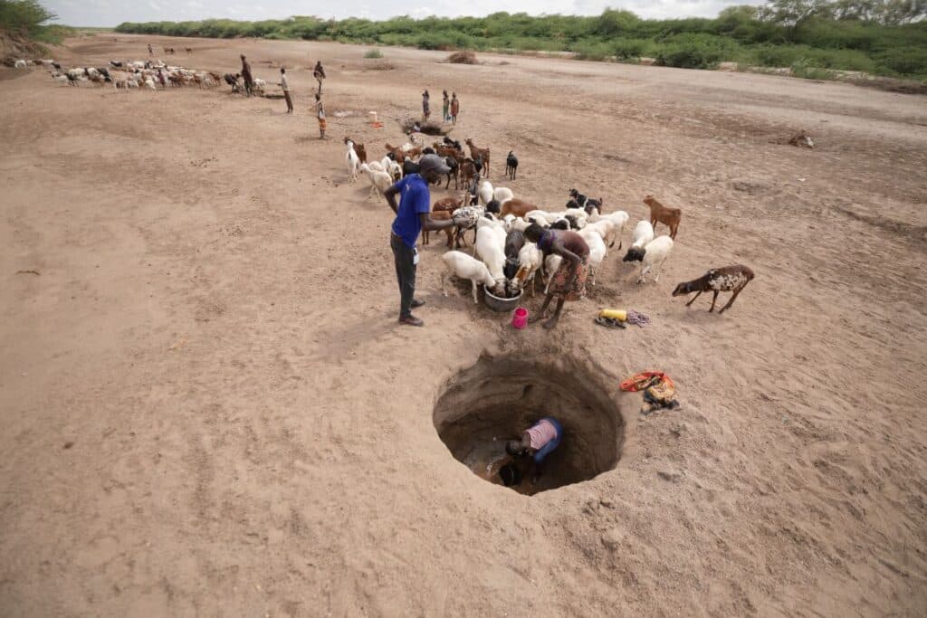 A child collects water as people and livestock queue in Turkana County, Kenya (Lameck Ododo, IsraAid)