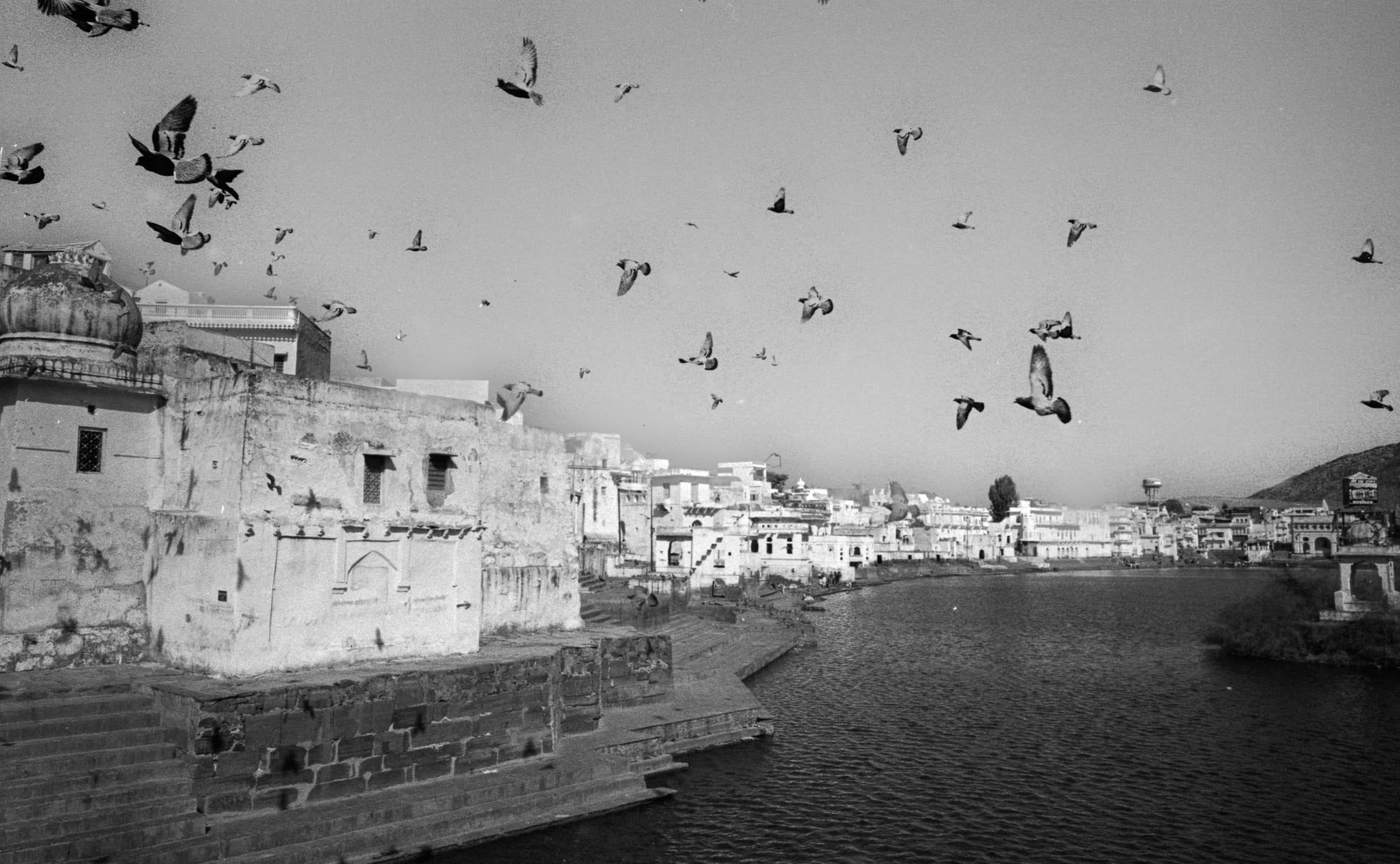Birds Flying copy