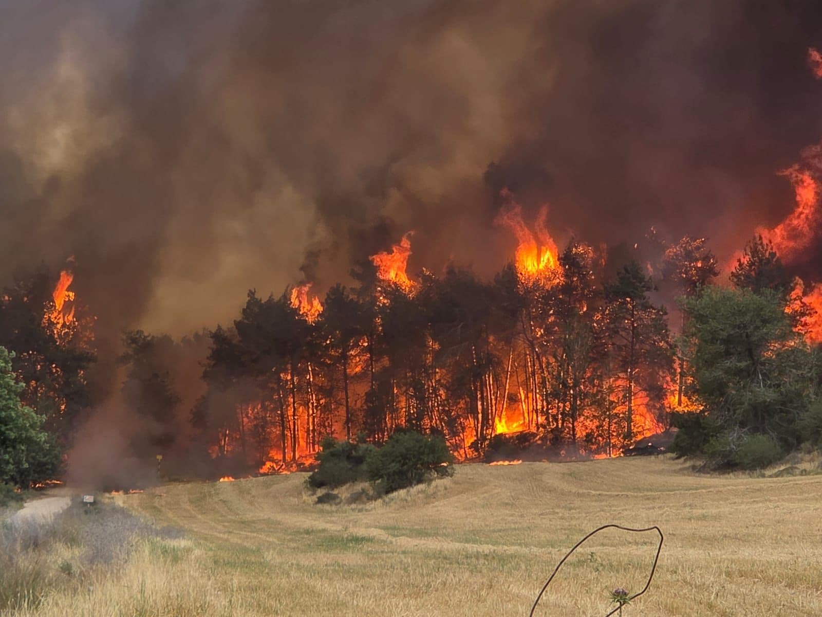 Flames in a forest