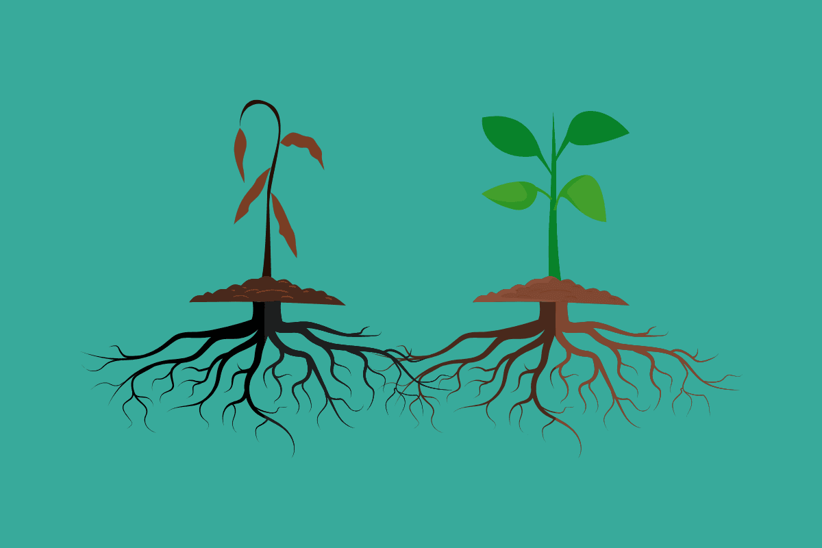 Plant and roots