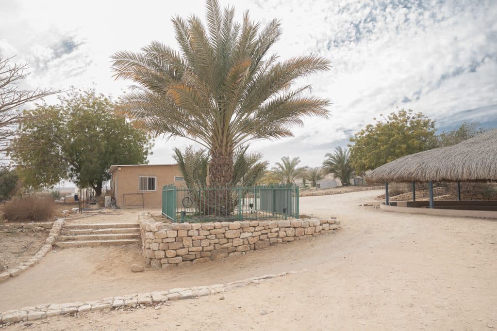 The date palm known as Methuselah, grown from a 2,000-year-old seed excavated from the ancient fortress of Masada (Image: Gianluca Cecere).