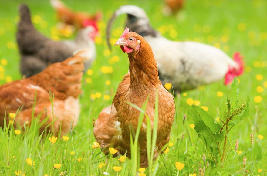 Free range organic chickens in springtime