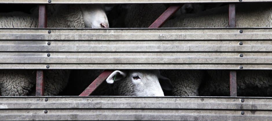 kosher slaughter