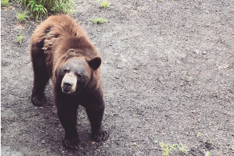 gadiabear1