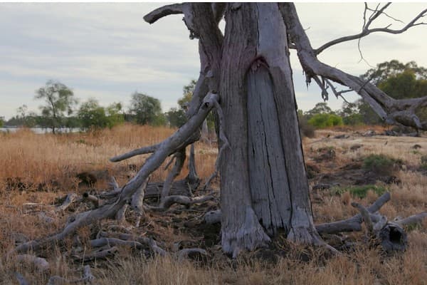 Close up of a 'scar tree'