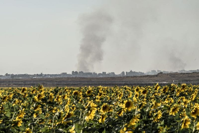 Sunflowers in front of flat ground with buildings and smoke