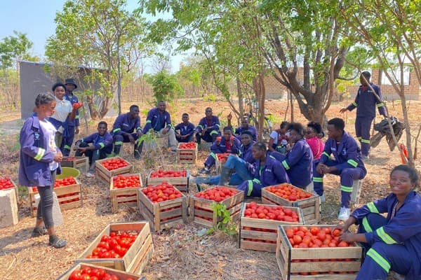 Workers with tomato produce 