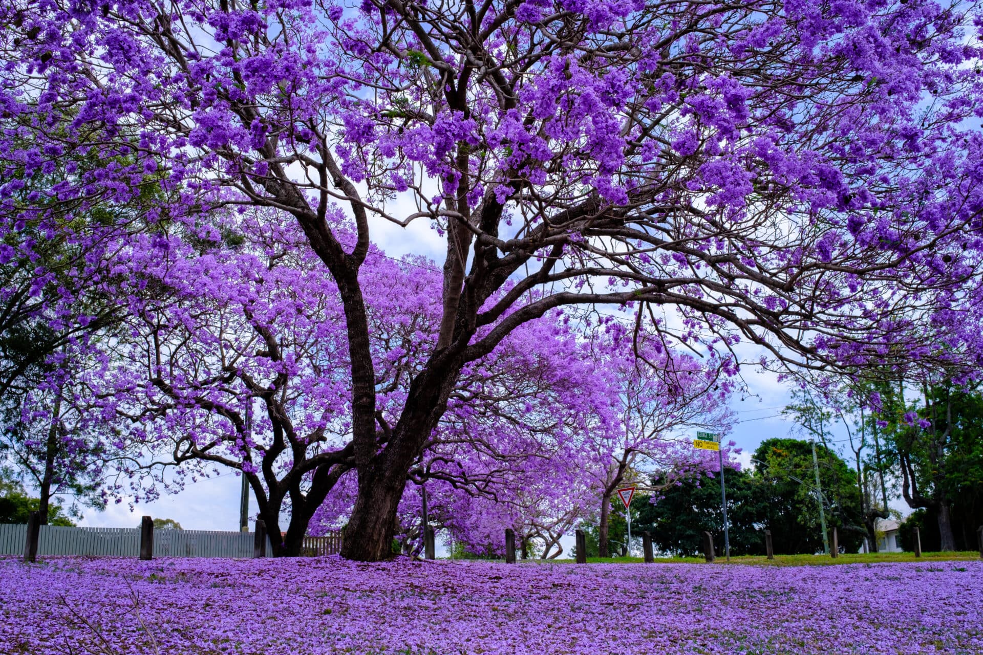 Jacaranda