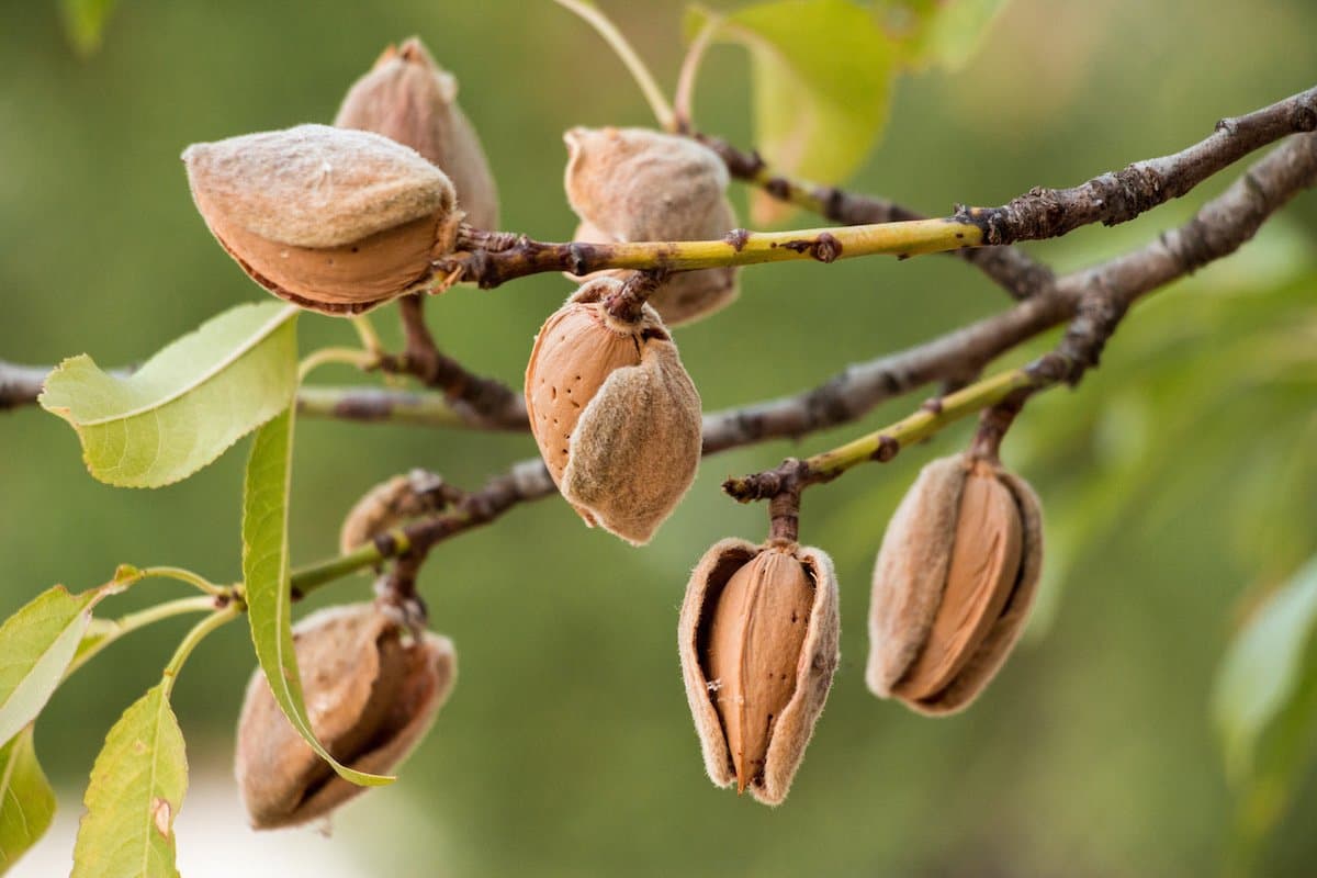 almond