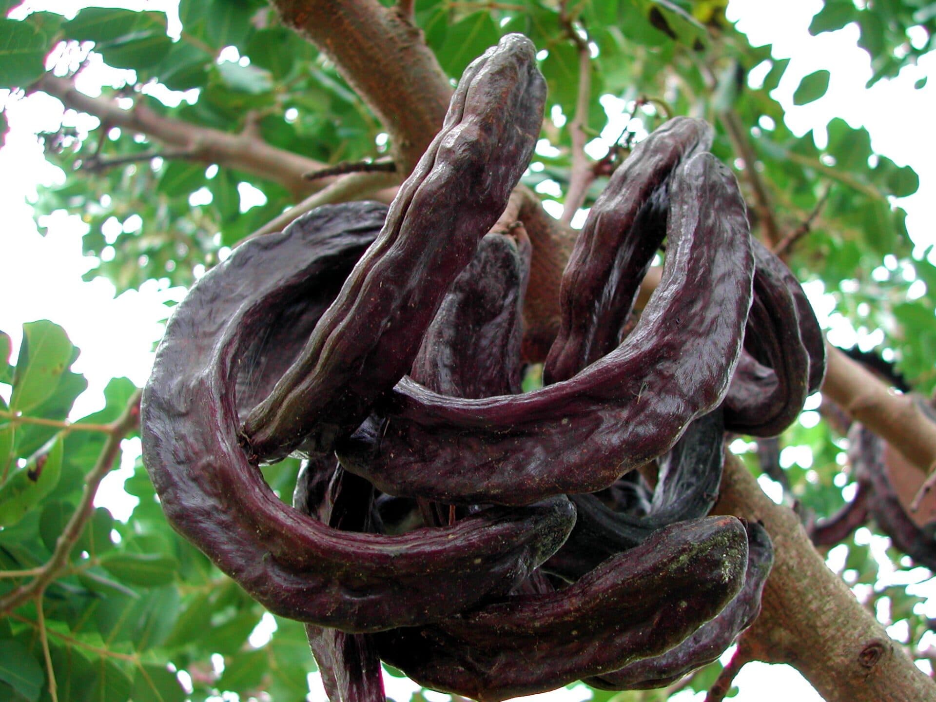 Carob pods